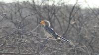 Fliegende Banane im Erongo Gebirge (2)