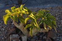 Flora in Namibia