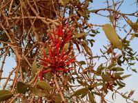 Flora in Namibia