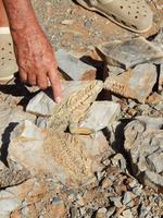 Fossilien im Mesosaurus Camp