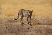 Gepard 