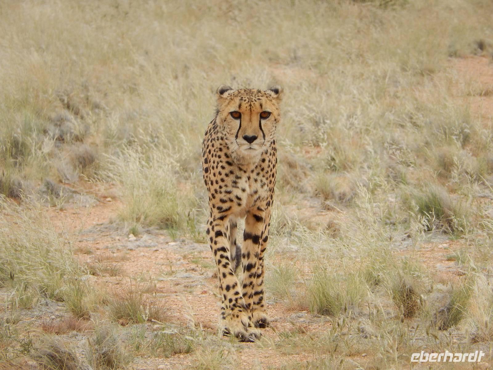 Gepard