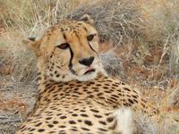 Gepard