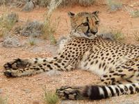 Gepard