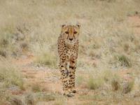 Gepard