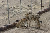 Gepard