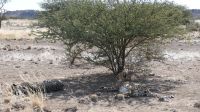 Geparden auf privatem Farmgelände (2)