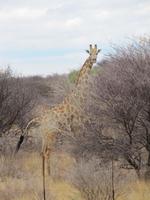 Giraffe an der Straße