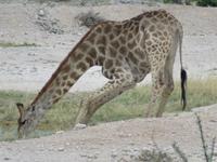 Giraffe beim trinken