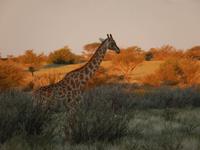 Giraffe