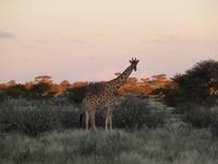 Giraffe