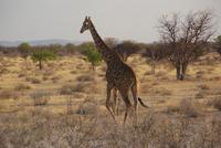 Giraffen 