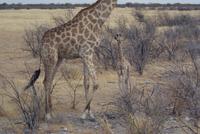Giraffen 