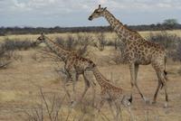 Giraffen 