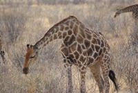 Giraffen 