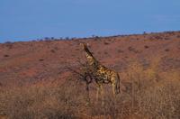 Giraffen auf Namseb