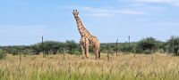 Giraffen begrüßen uns auf dem Weg zur Mount Etjo Lodge
