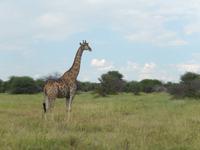 Giraffen im Etosha Nationalpark