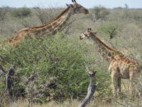 Giraffen