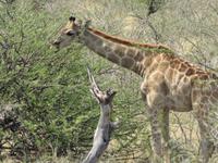 Giraffen