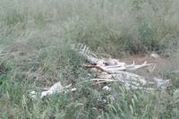 Giraffenskelett