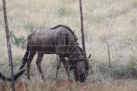Gnu aus der Nähe
