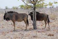 Gnus 
