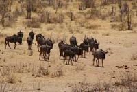 Gnus