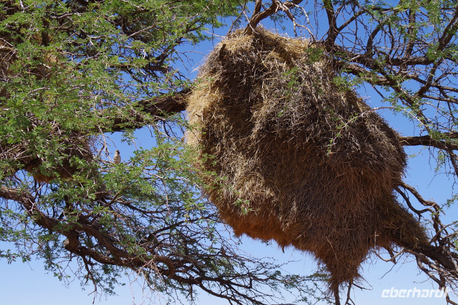 Gondwana Kalahari Park - Webervogelnest
