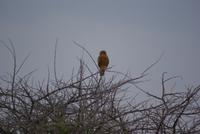 Greifvogel