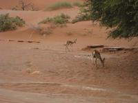 Im Sossusvlei - Springböcke
