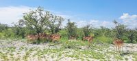 Impalaherde sucht Schatten