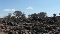 Köcherbaumwald (Quiver Tree Forest) (2)