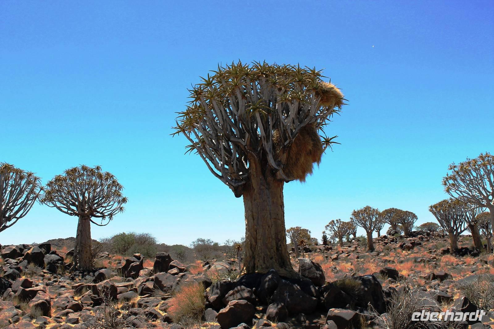 Köcherbaumwald bei Keetmanshoop