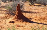 Kalahari Anib Lodge - erste Ausfahrt zum Sundowner - Termitenhügel