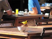 Kalahari Anib Lodge -Maskenwebervogel