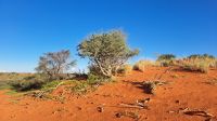 Kalahari Sanddünen