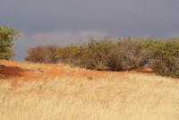 Kalahari