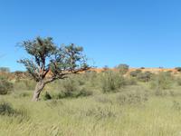Kalahari