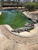 Krokodile in Farm