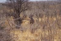 Kudu Bock 