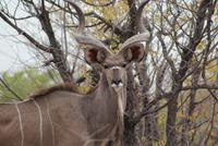 Kudu Bock 