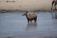 Kudu Kalb