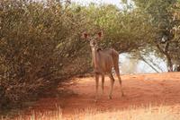 Kudu Kuh
