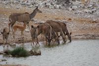 Kudus am Wasserloch