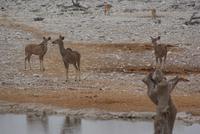 Kudus