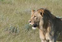 Löwen im Etosha