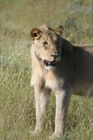Löwen im Etosha