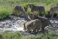 Löwen im Etosha