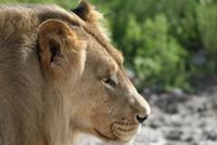 Löwen im Etosha